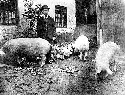 Richard Pearson, son of James Pearson, stands outside in the yard at the back of the Radford Marsh property with three of the household's pigs for company.  Photograph courtesy of Lance Wright.